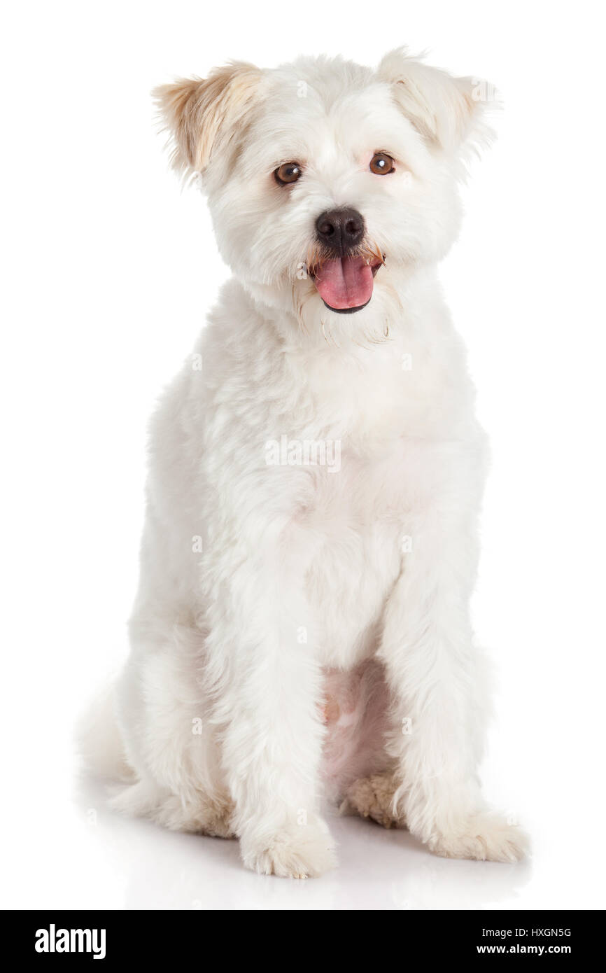 Beautiful Dog isolated on white background Stock Photo - Alamy
