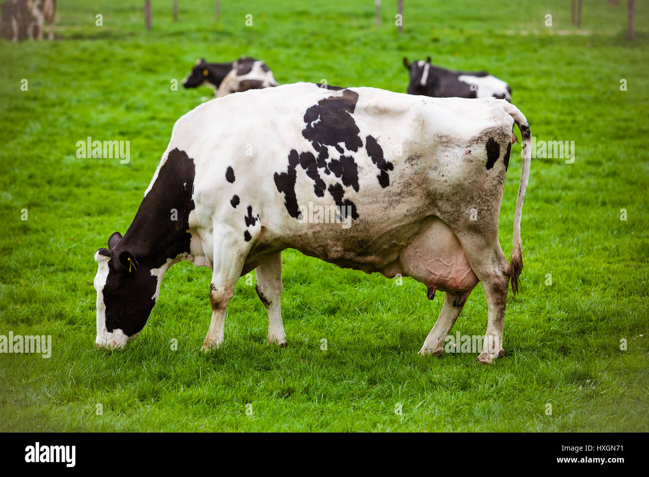 Cows on meadow with green grass. Grazing calves Stock Photo - Alamy