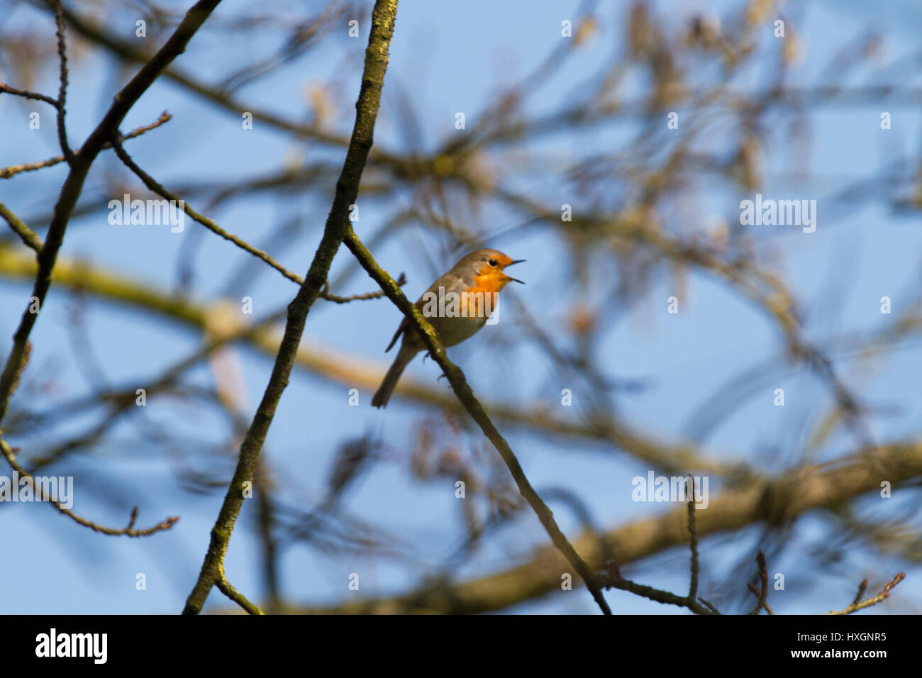 Robin singing in a tree, its beak wide open Stock Photo
