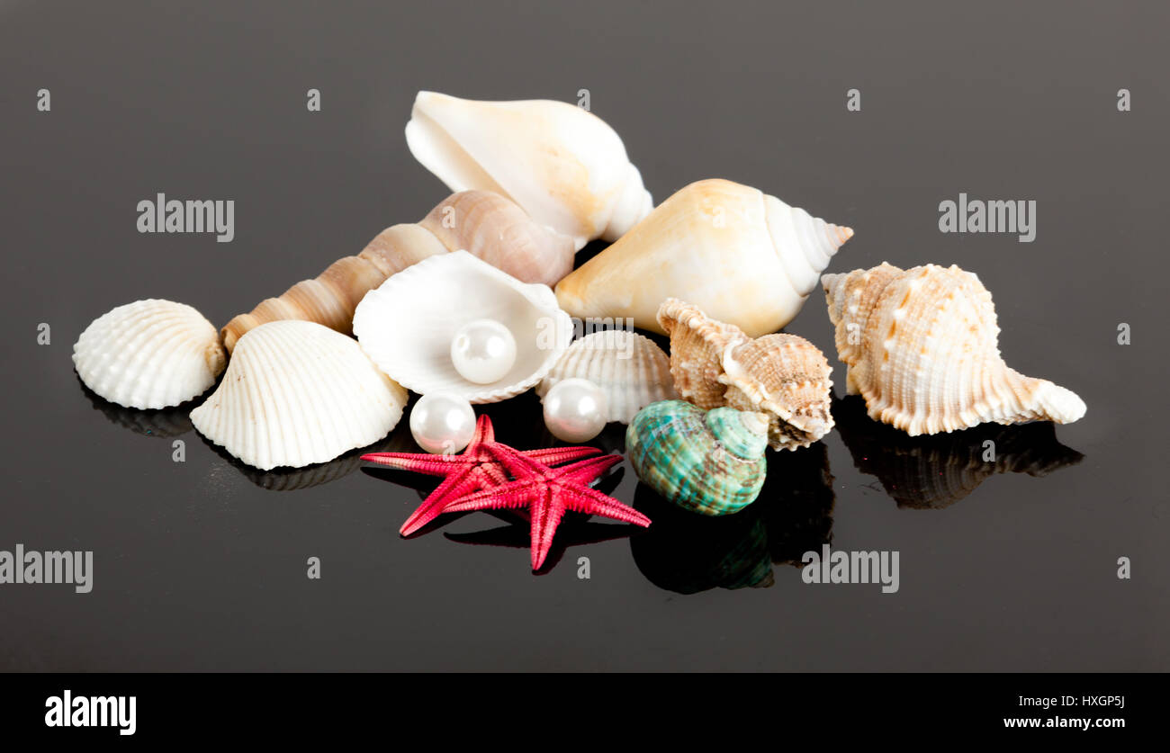 The exotic sea shell . treasure from the sea Stock Photo - Alamy