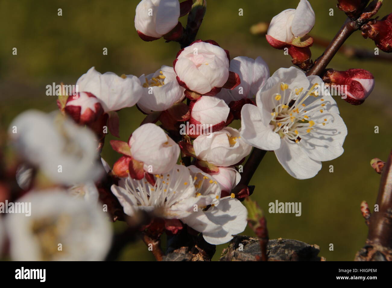 Armenian plum hires stock photography and images Alamy