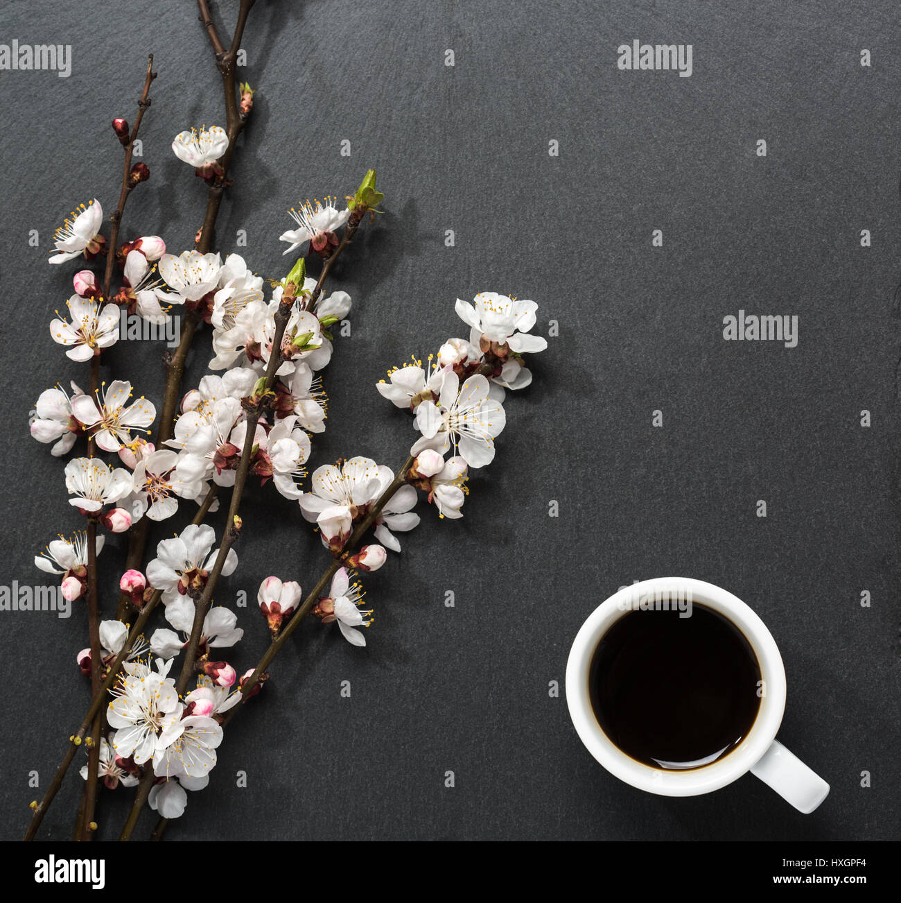 Cup of coffee and blooming tree branches with apricot  flowers on black slate background. Stock Photo