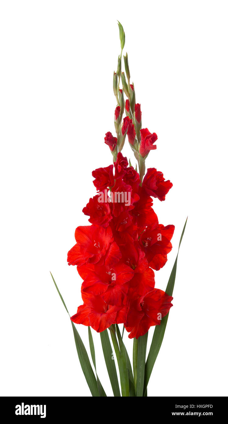 Glamini Gladiolus Flower 120 stems