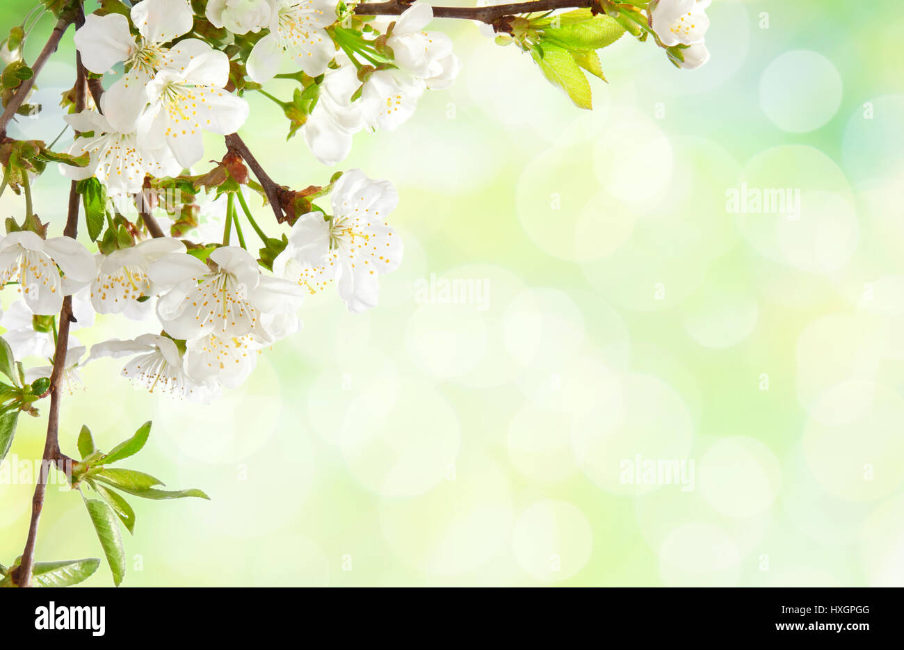 Cherry blossom on defocused light green background Stock Photo - Alamy