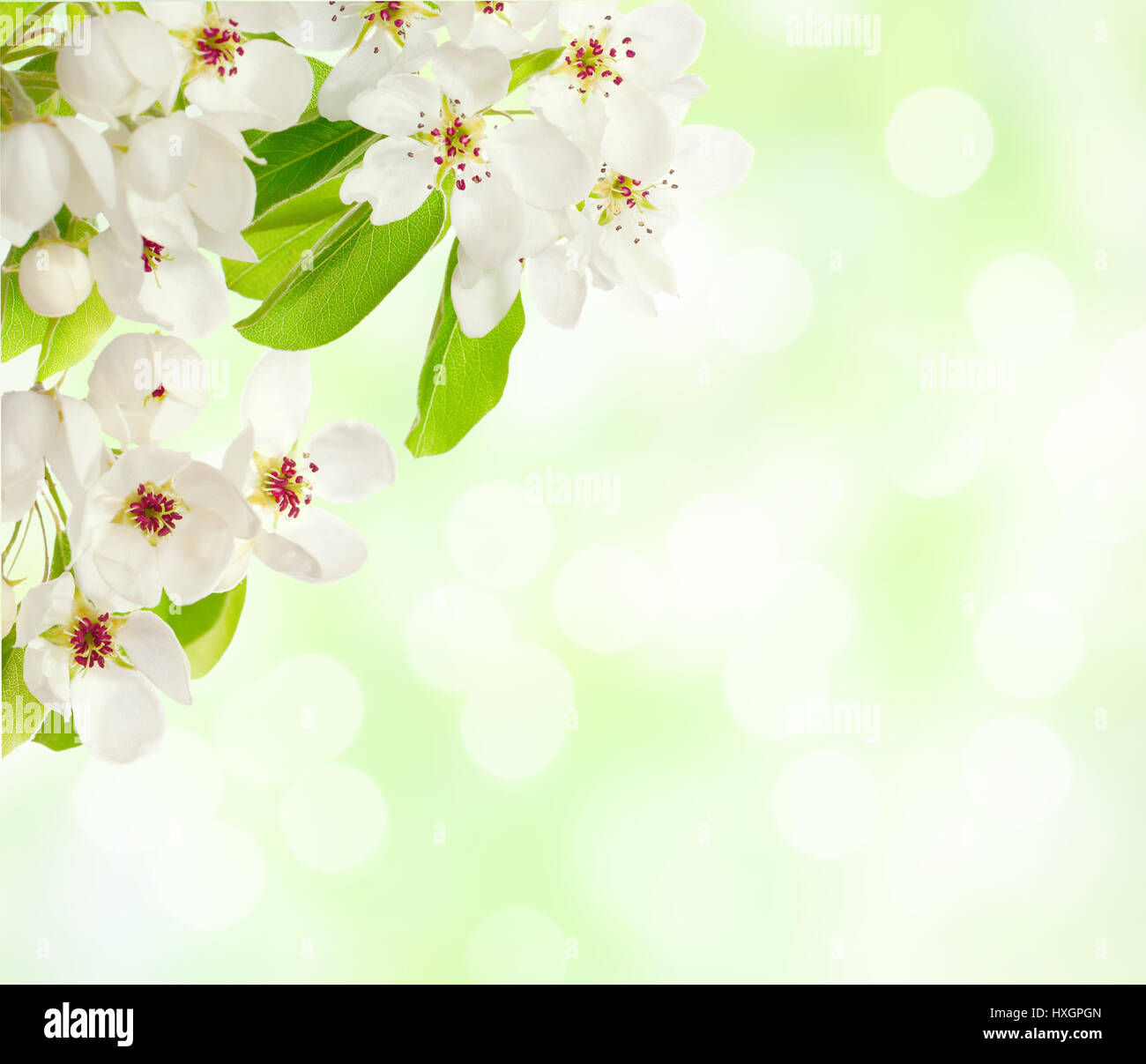Apple blossom on defocused light green background Stock Photo - Alamy
