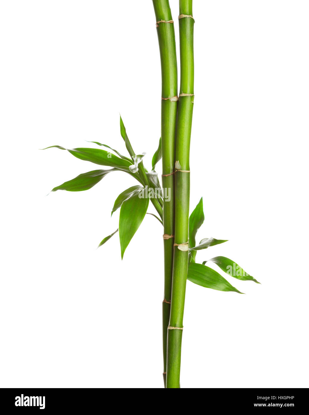 Branches of bamboo isolated on white background. Stock Photo