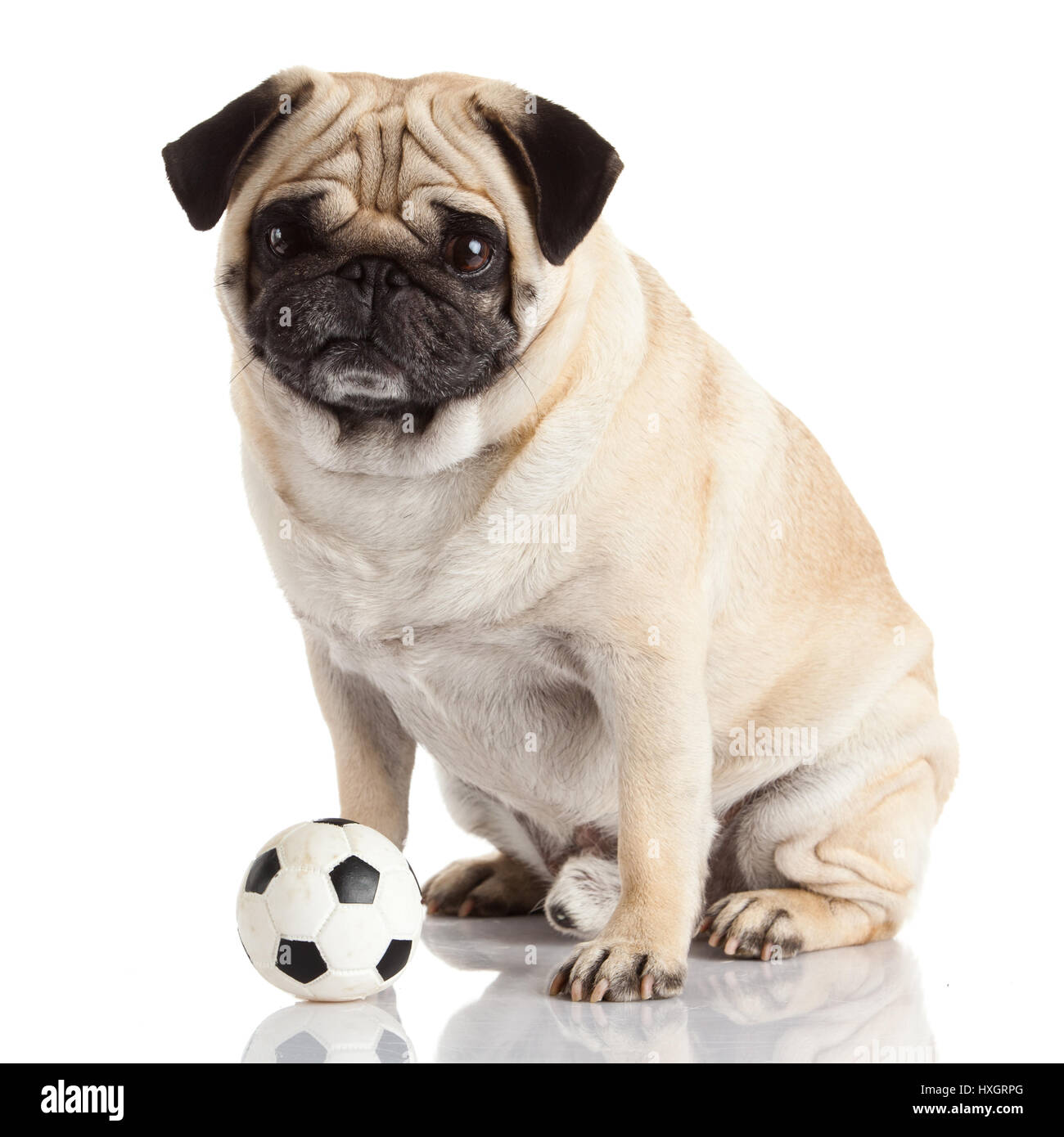 pug dog isolated on a white background Stock Photo - Alamy