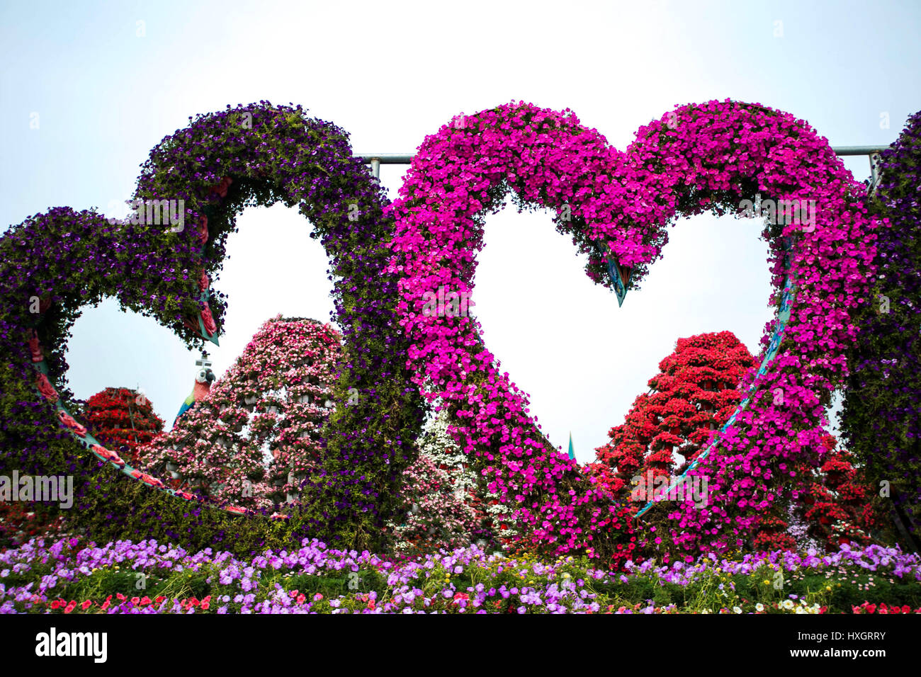 Flowers Miracle Garden in Dubai, United Arab Emirates Stock Photo Alamy