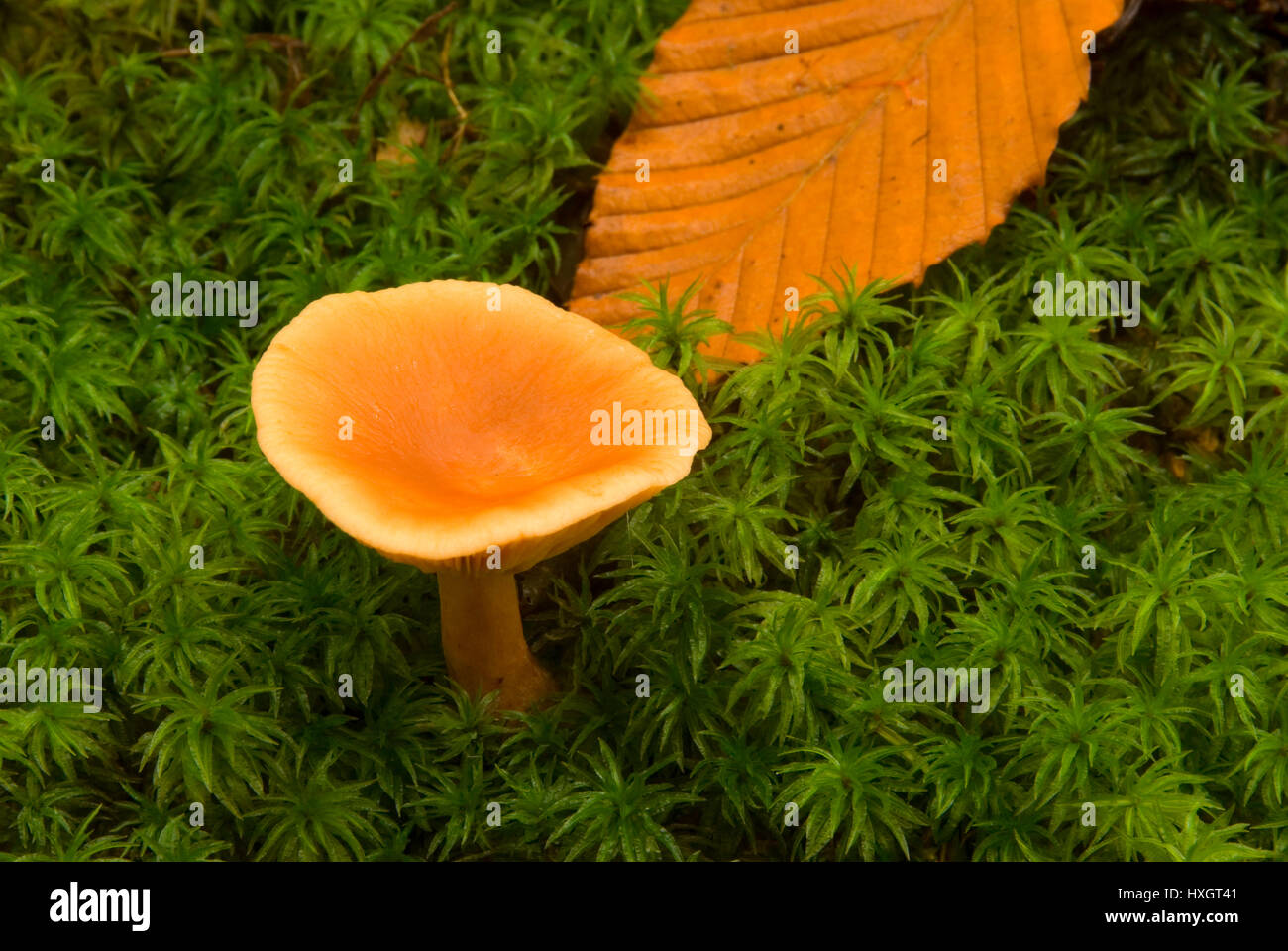 Mushroom on Hancock Branch Trail, Texas Falls Recreation Area, Green