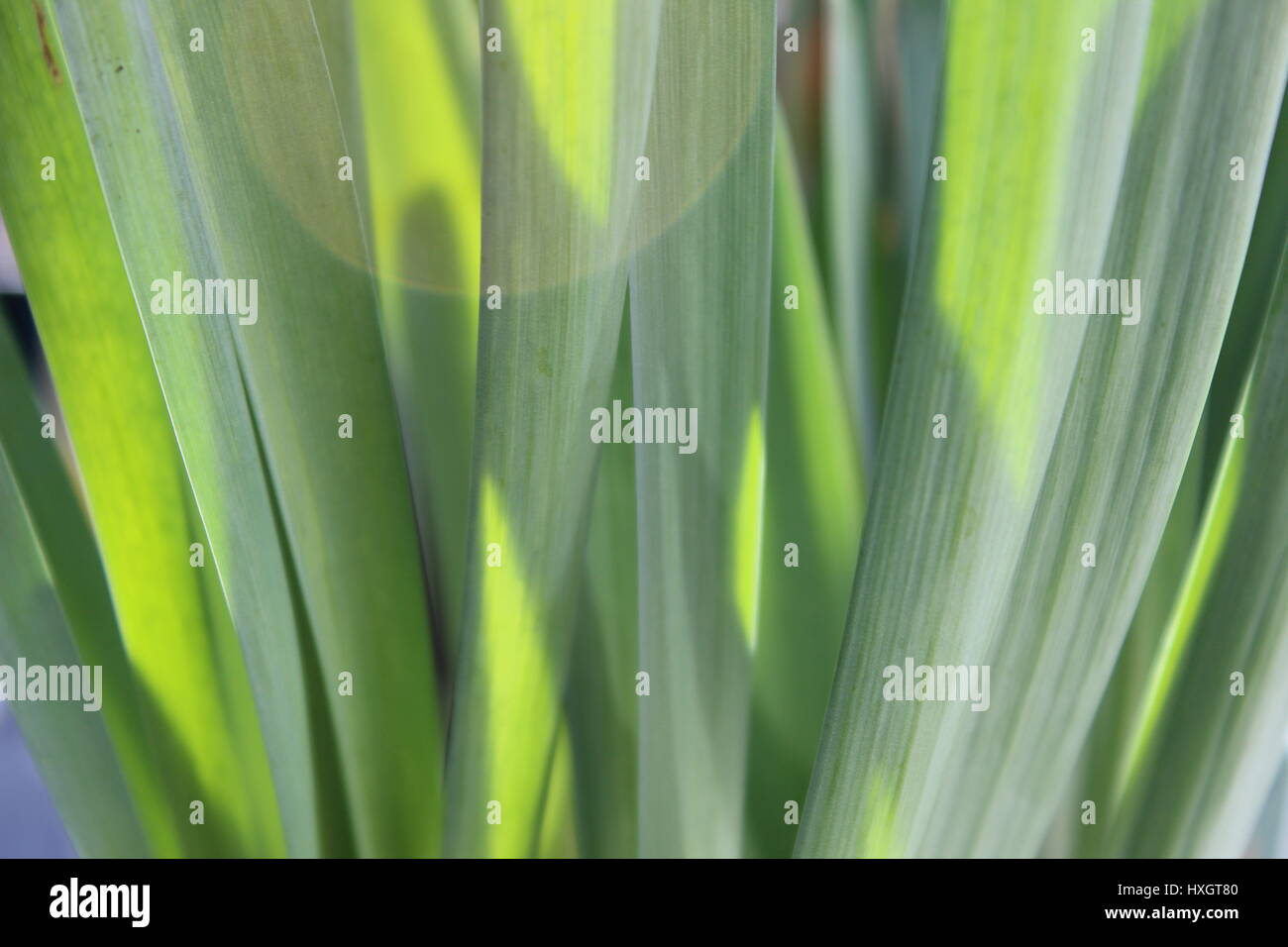 Natural beauty Stock Photo