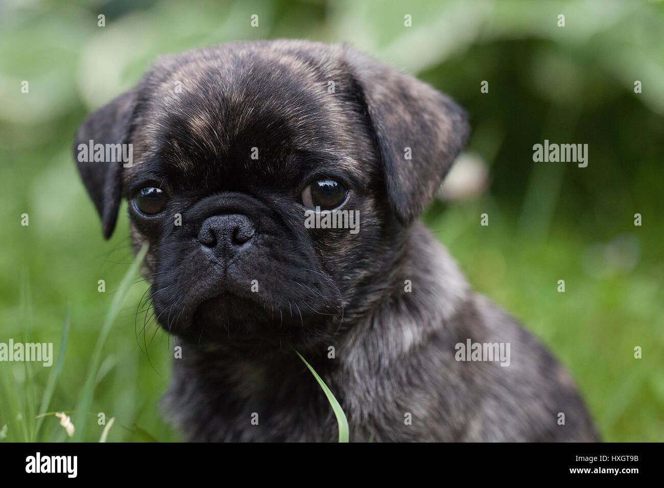 Portrait of a brindle pug puppy posing in the grass. Stock Photo