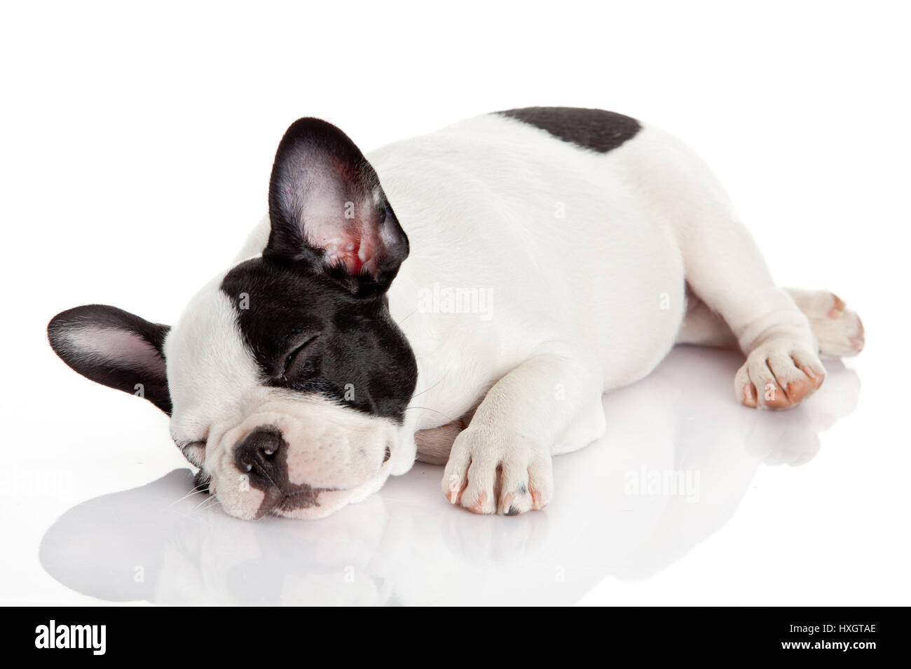 French bulldog puppy sleeping Stock Photo Alamy