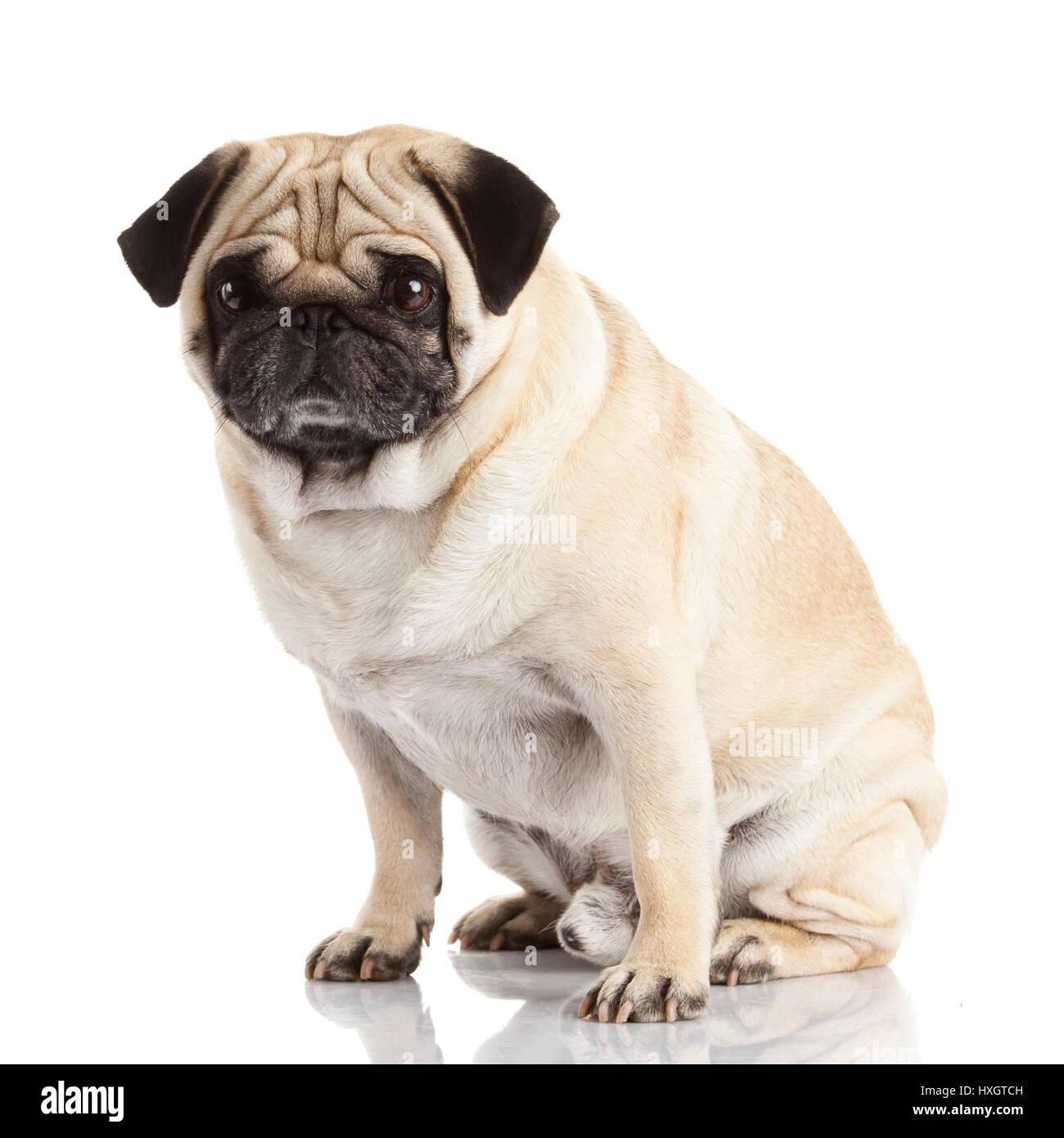 pug dog isolated on a white background Stock Photo - Alamy