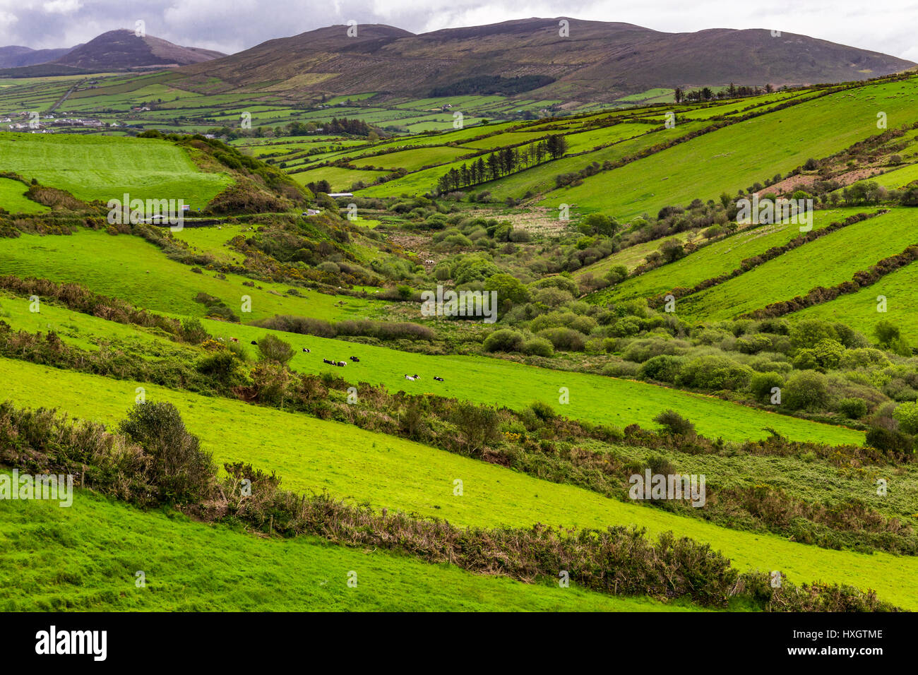 grasslands at peninsula Dingle, County Kerry, Ireland Stock Photo
