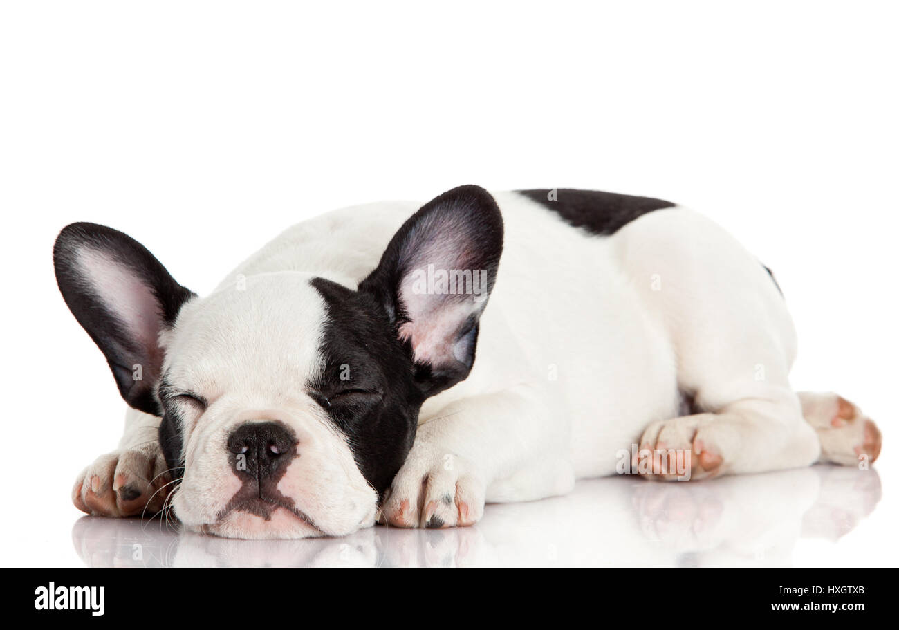 French bulldog puppy sleeping Stock Photo Alamy