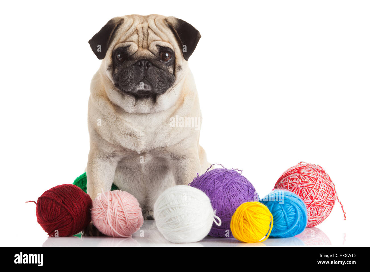 a pug dog isolated on a white background Stock Photo - Alamy