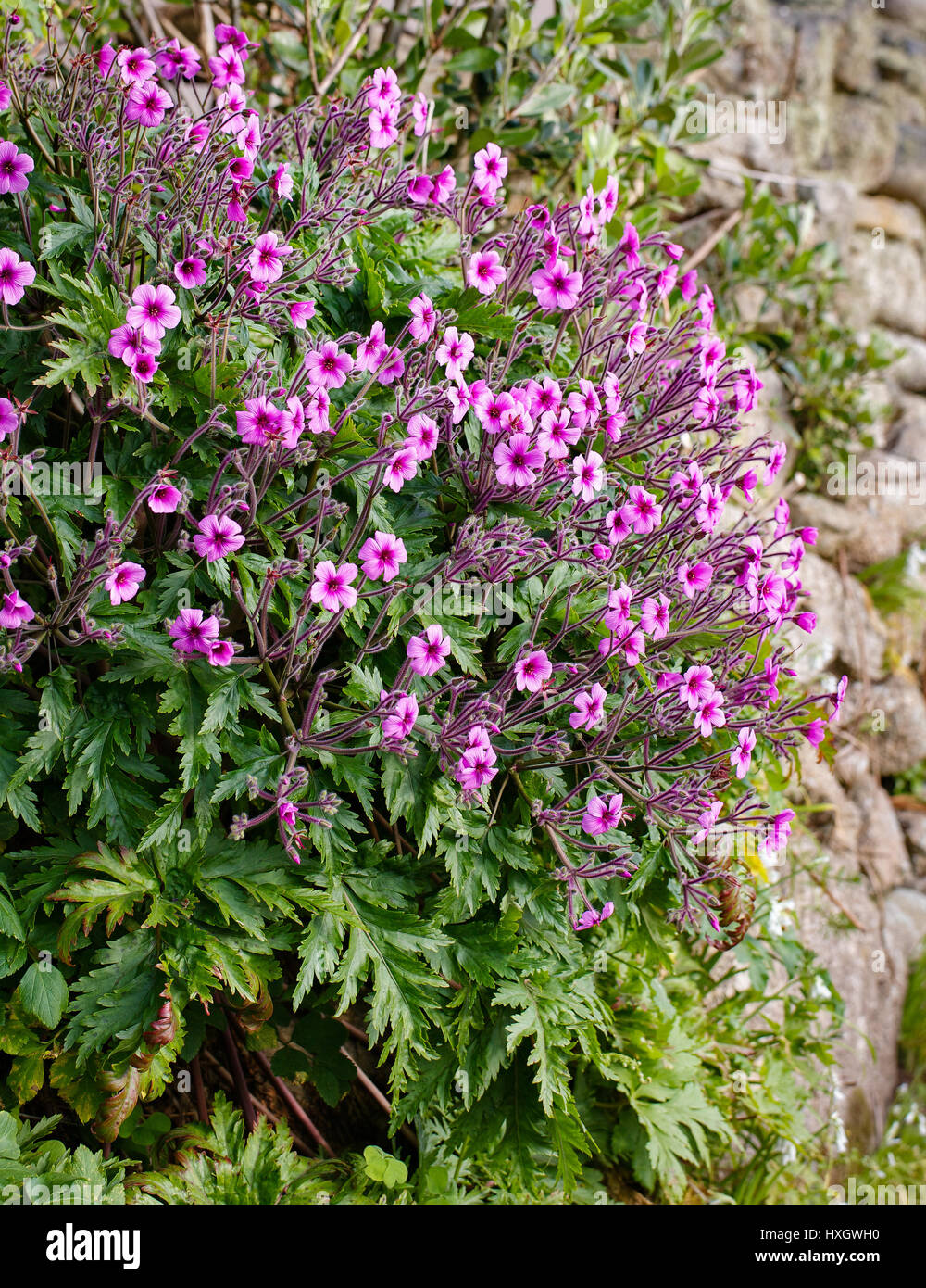 Geranium maderense the Madeira cranesbill growing by a wall on the island of Btyher in the Isles of Scilly UK Stock Photo