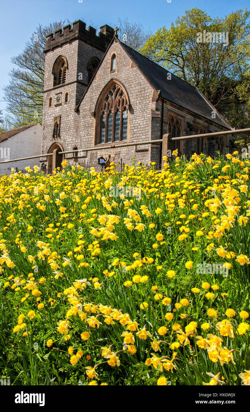 The little church of St Anne's in Miller's Dale near Tideswell in the Derbyshire Peak District with a bank of daffodils in the foreground Stock Photo