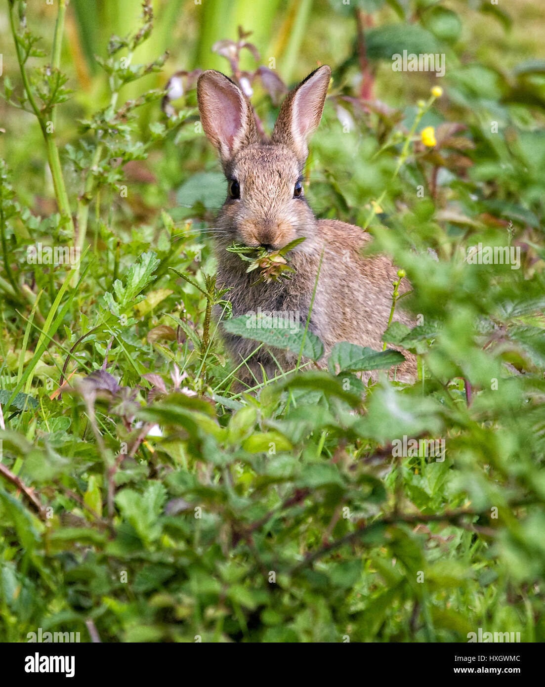 Young rabbit feeding on lush vegetation at the edge of a Devon wood UK