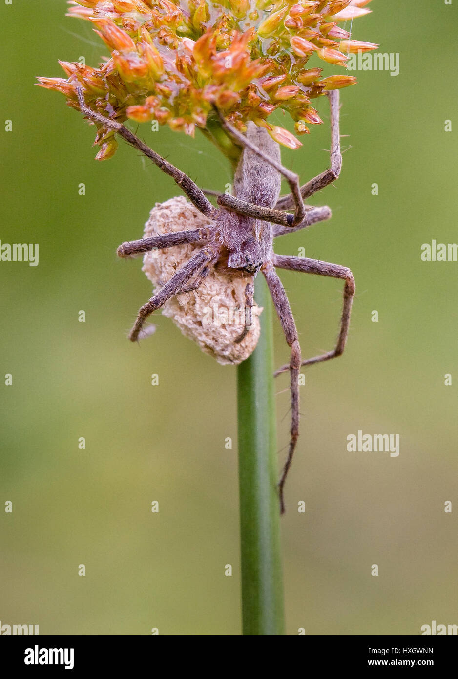Wolf spider with eggs sack on sedge grass stem - Somerset UK Stock Photo