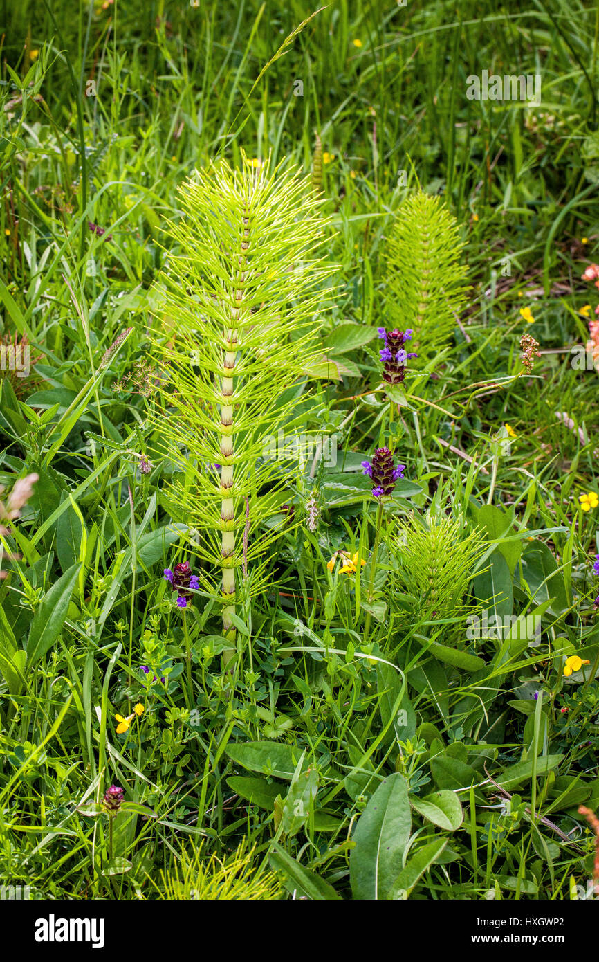 Spring shoots of great horsetail Equisetum telmateia in species rich damp meadow in mid Somerset UK Stock Photo