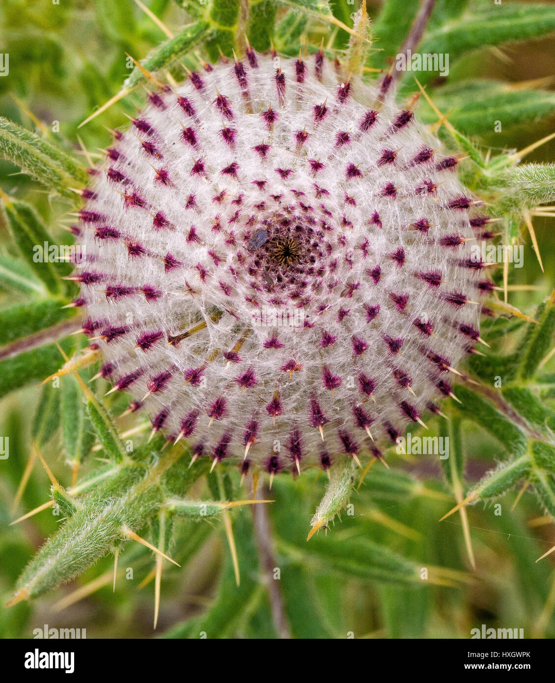 Woolly thistle Cirsium eriophorum flower bud showing the spiral symmetry of the developing flower Stock Photo
