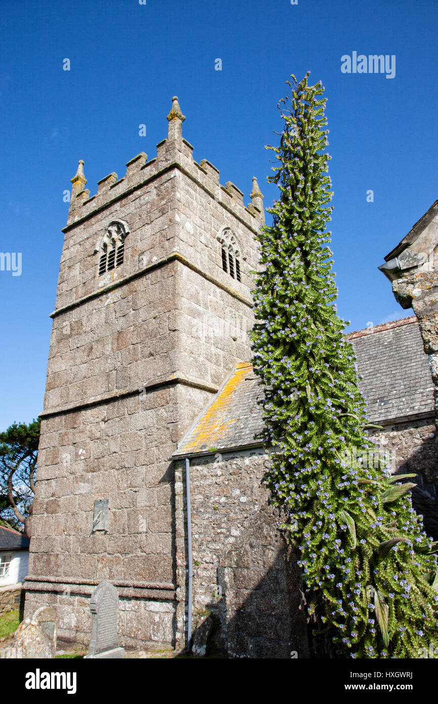 St Senara's church and eremurus spire in the coastal village of Zennor in Cornwall UK Stock Photo