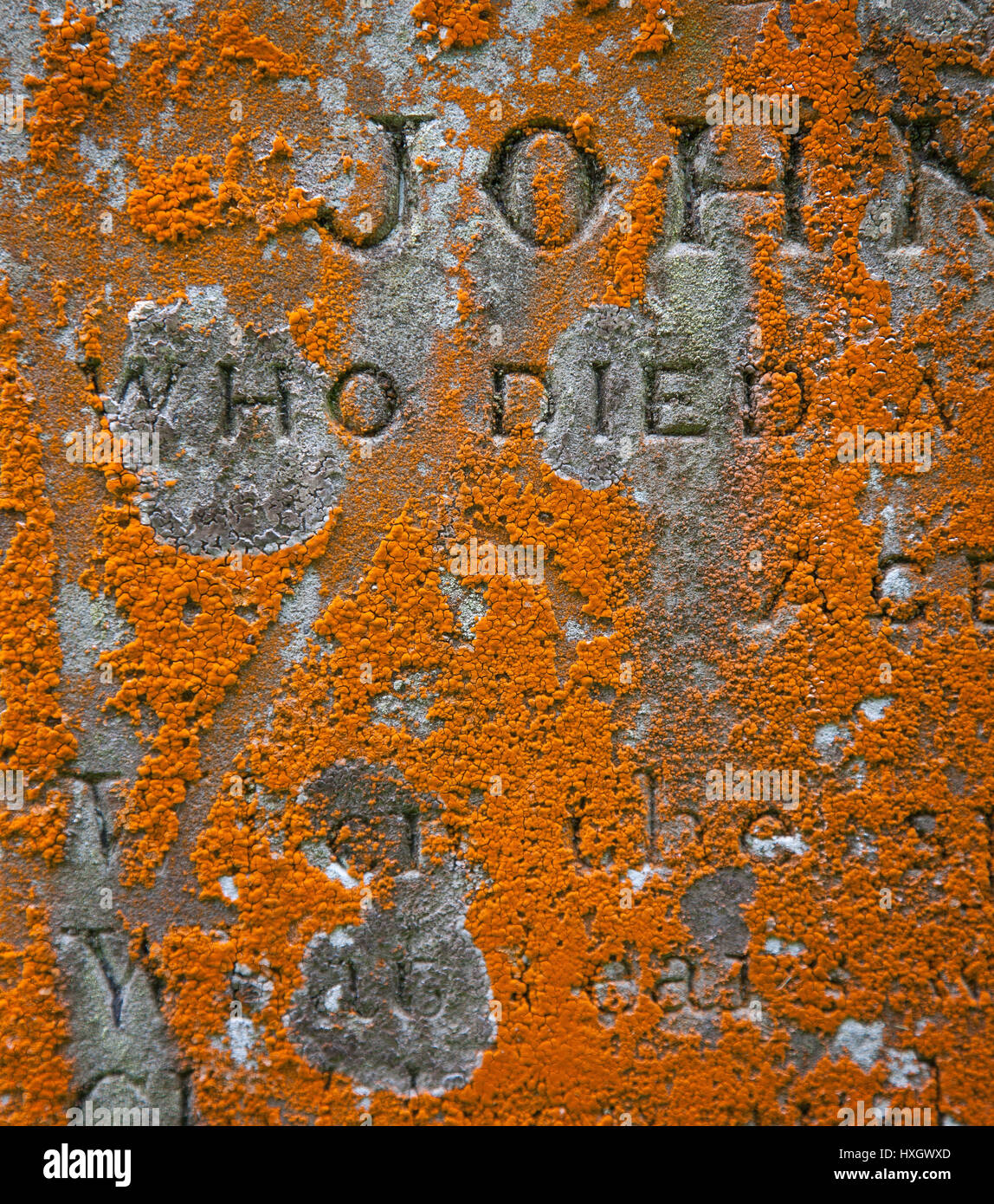 Orange crustose lichen encrusting the face of a gravestone in an English churchyard Stock Photo