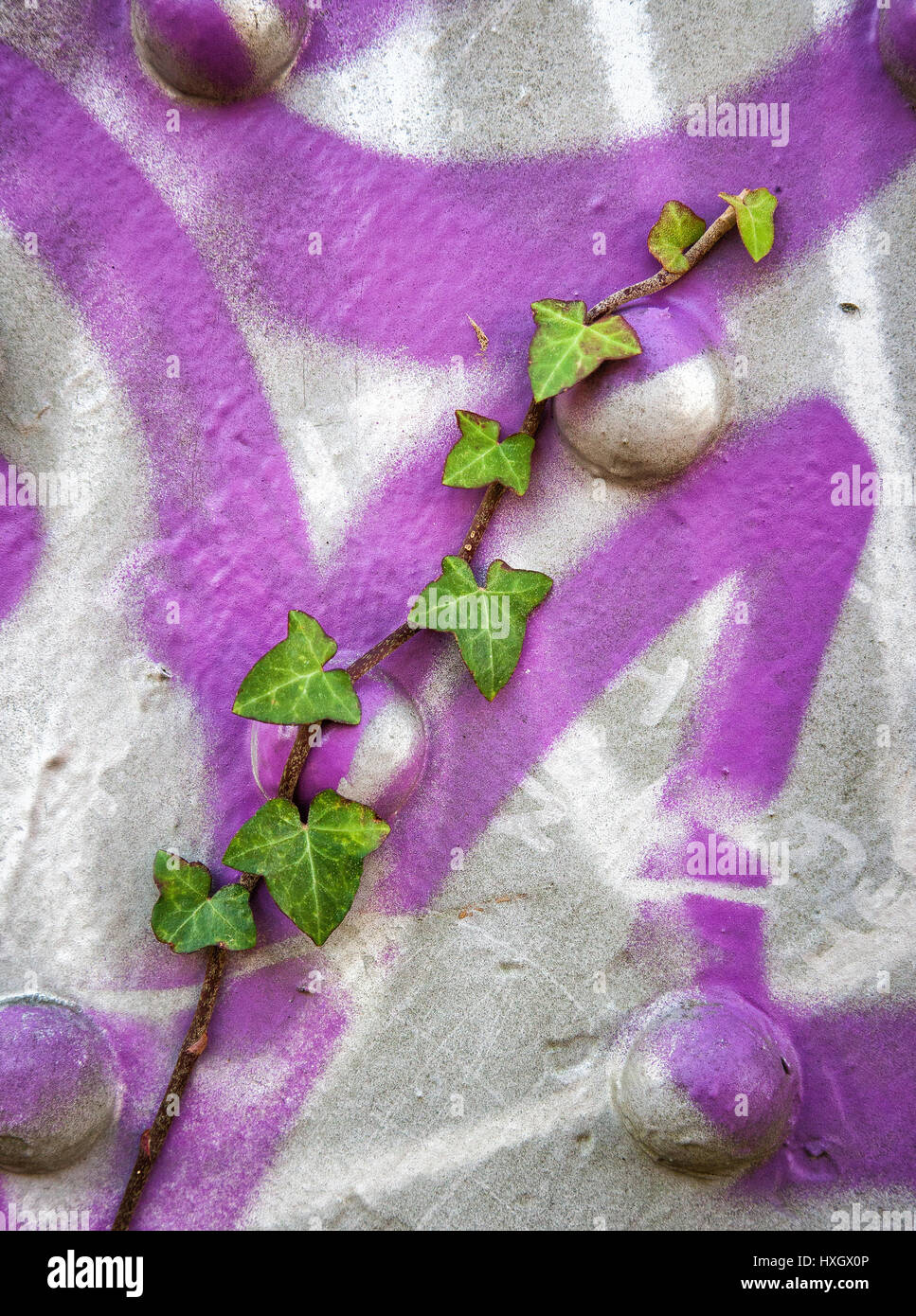 Ivy shoot Hedera helix growing over purple graffiti on an iron bridge in Bristol UK Stock Photo