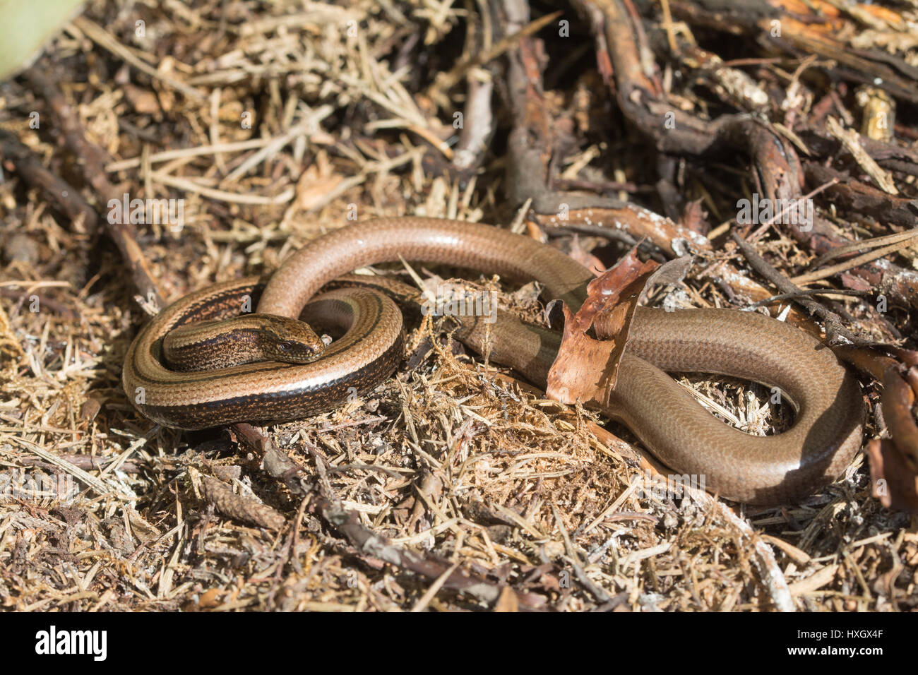 Male and female slow worms (Anguis fragilis) in Surrey, UK Stock Photo