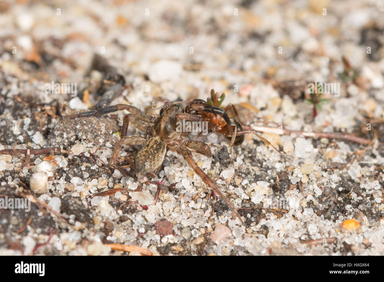 Wood ant pulling a dead spider along a sandy trace in Surrey, UK Stock Photo