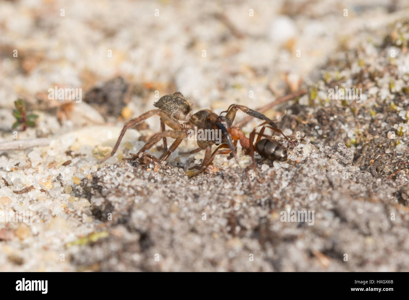 Wood ant pulling a dead spider along a sandy trace in Surrey, UK Stock Photo
