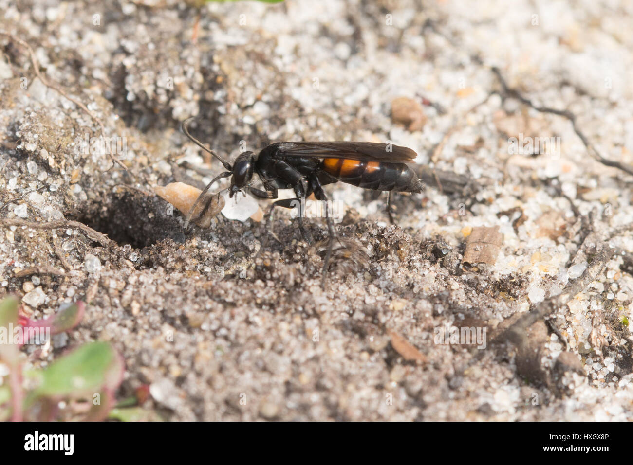 Black-banded spider wasp (Anoplius viaticus) near its burrow in the sand Stock Photo
