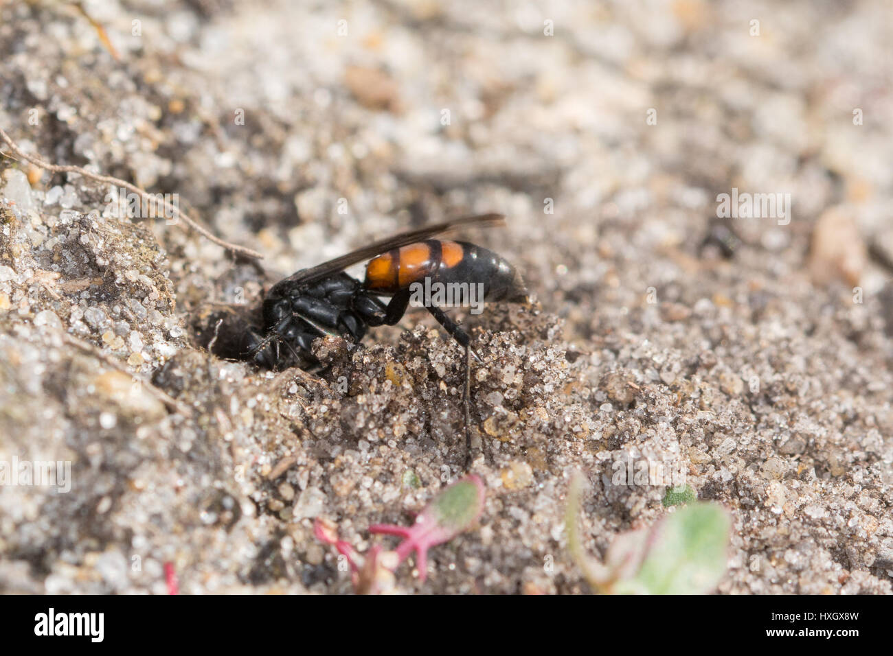 Black-banded spider wasp (Anoplius viaticus) digging a burrow in the sand in Surrey, UK Stock Photo