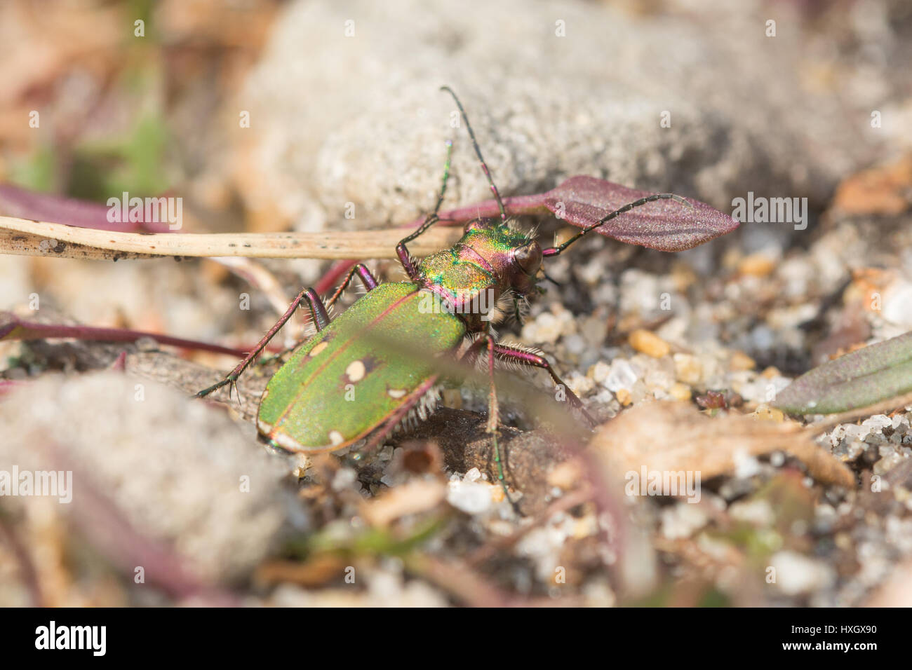 Green tiger beetle (Cicindela campestris), UK Stock Photo