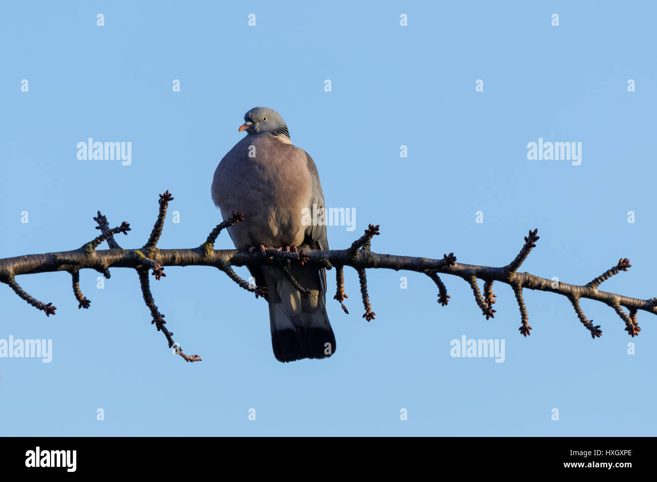Pigeon perching on a tree Stock Photo