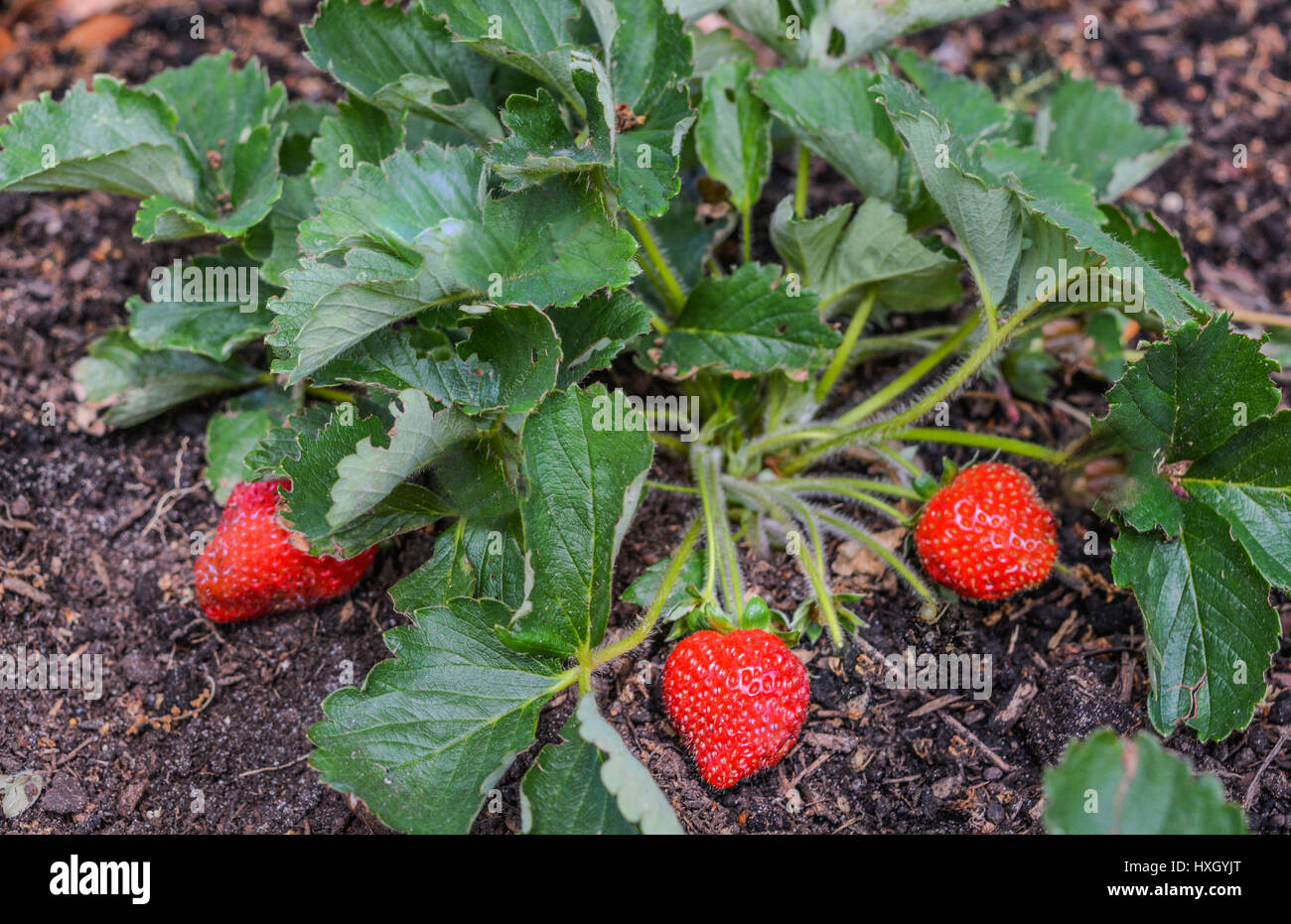 Everbearing hi-res stock photography and images - Alamy