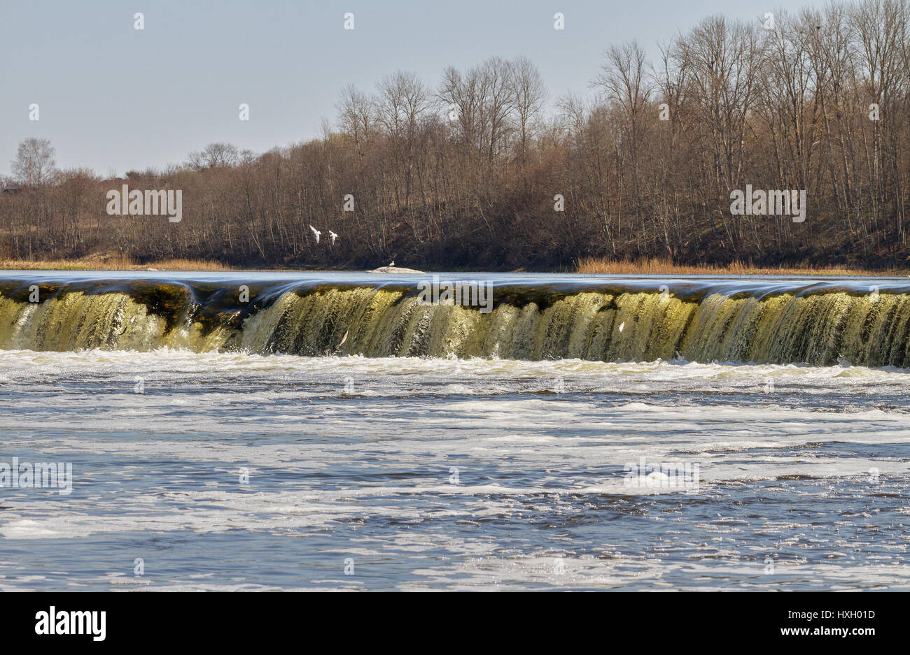 Fish jumping up in waterfall and going upstream for spawning Stock ...