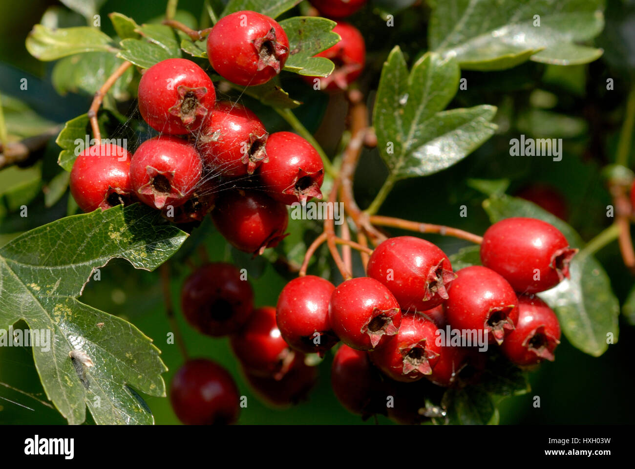 A cluster of ripe hawthorn berries ( Crataegus monogyna Stock Photo