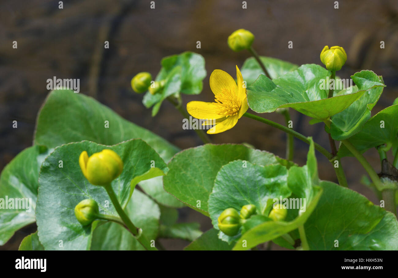 Plant of marsh marigold, caltha palustris. Stock Photo