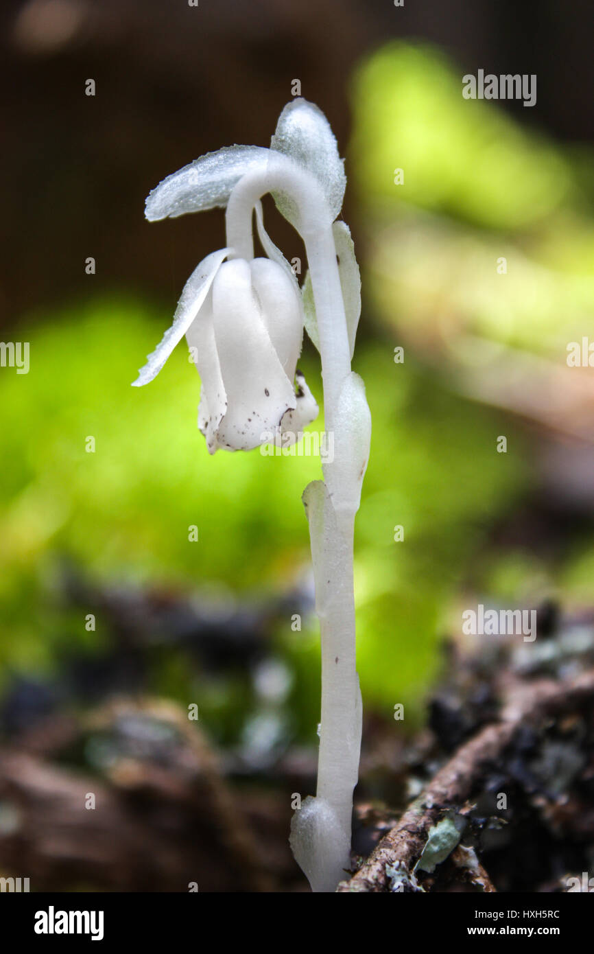Ghost Flower Monotropa uniflora Stock Photo Alamy