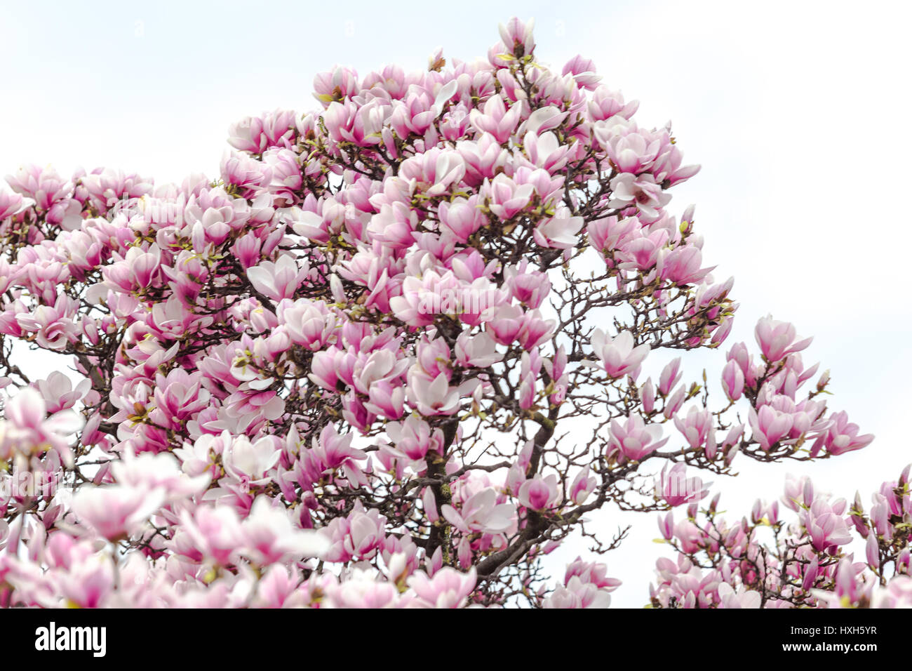 Purple magnolia flowers in bloom on sunny spring day Stock Photo - Alamy