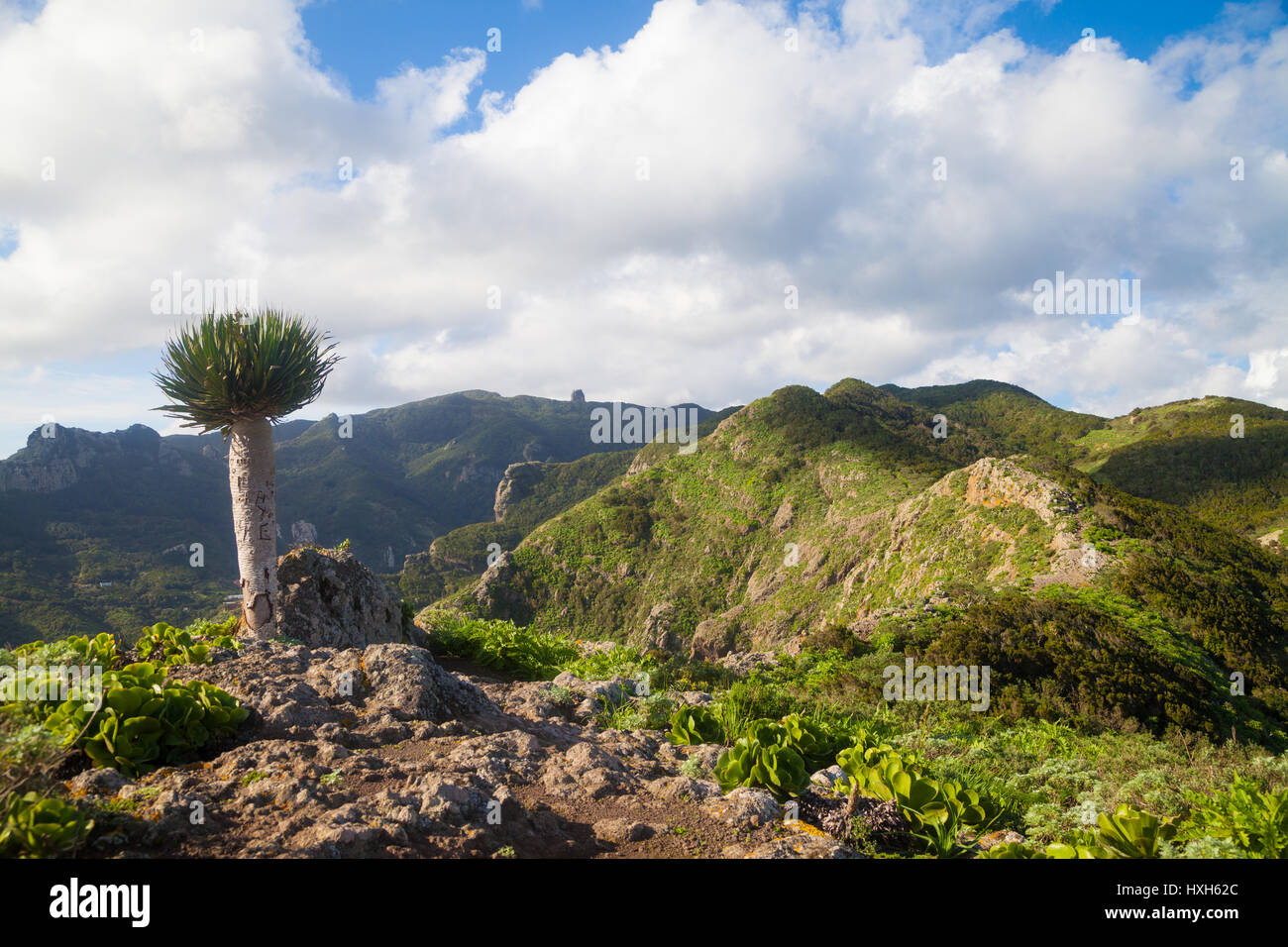 A lone dragon tree high up on the Tafage summit near the village of Chamorga, Tenerife, Spain. Stock Photo