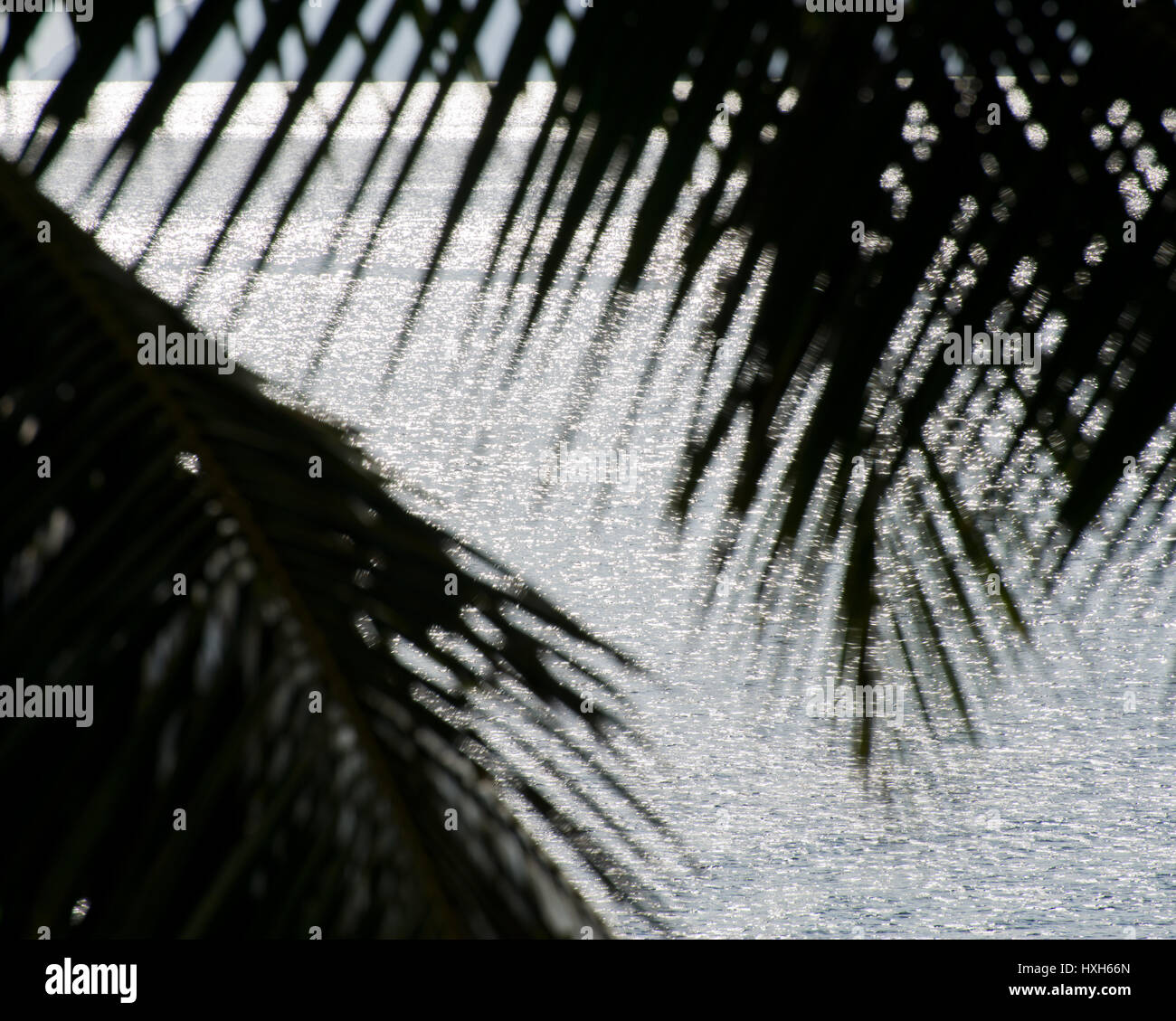 Palmblätte, Mahé, Seychelles Stock Photo