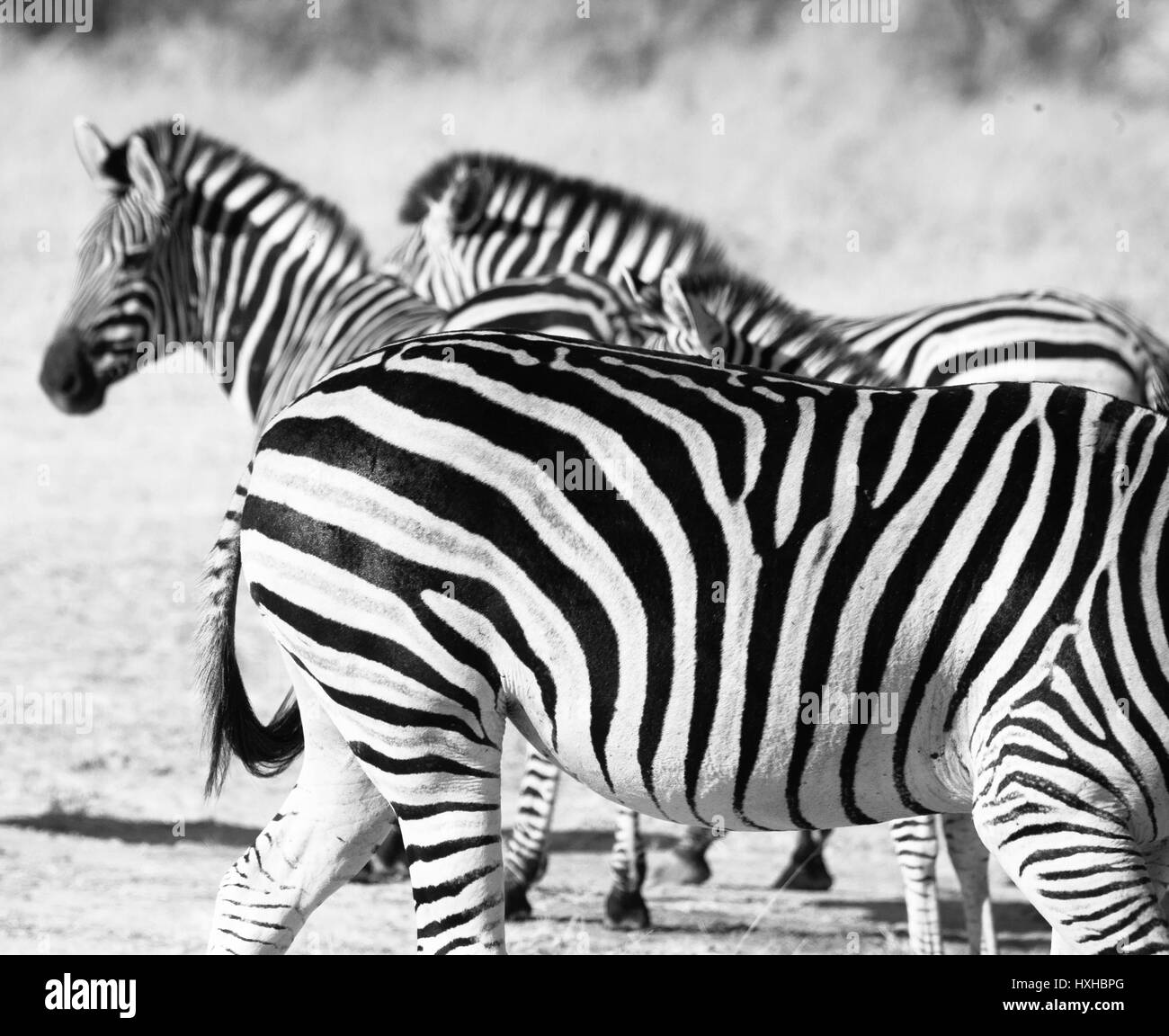 Zebra in black and white in Botswana, Africa Stock Photo