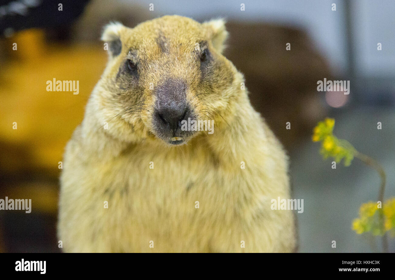 A gray marmot in the room Stock Photo
