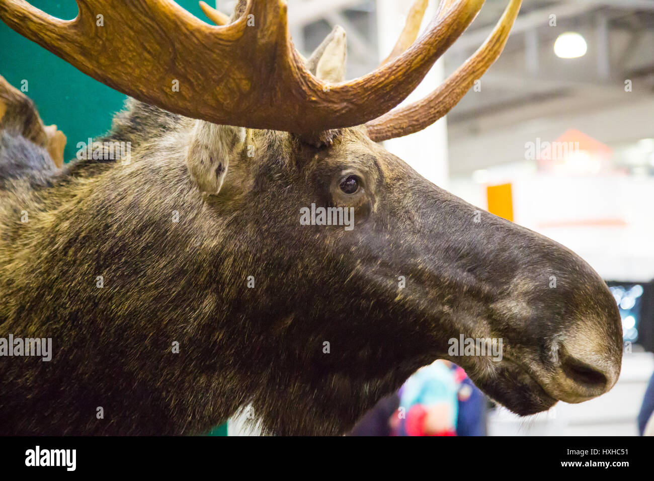 Forest elk with horns indoors Stock Photo