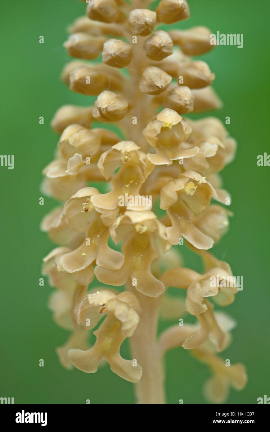 Bird's-Nest Orchid (Neottia nidus-avis) A non-photosynthetic orchid, therefore brown. Stock Photo