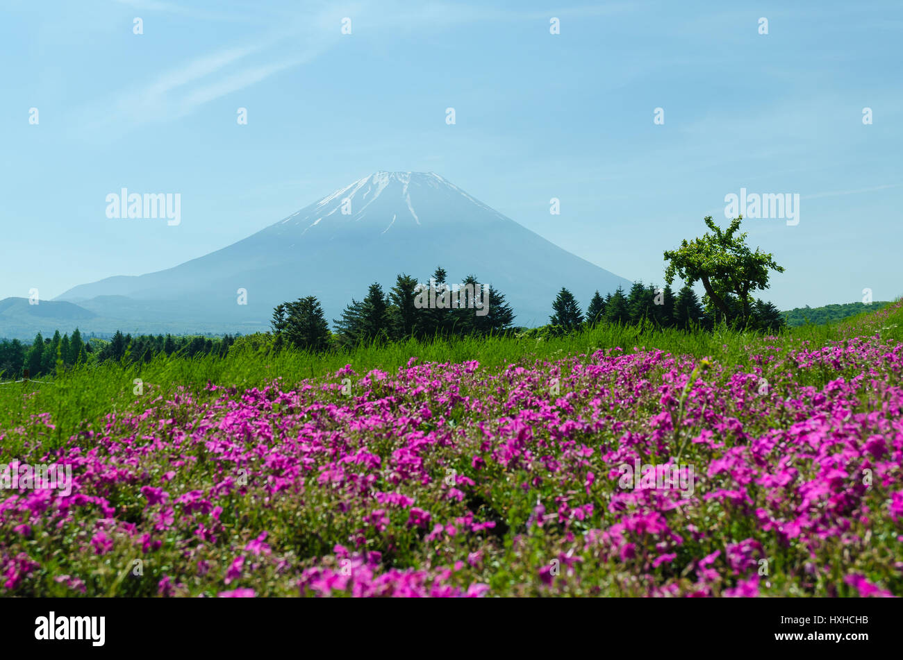 Mount fuji and pink moss in may at japan ,selective focus blur foreground Stock Photo