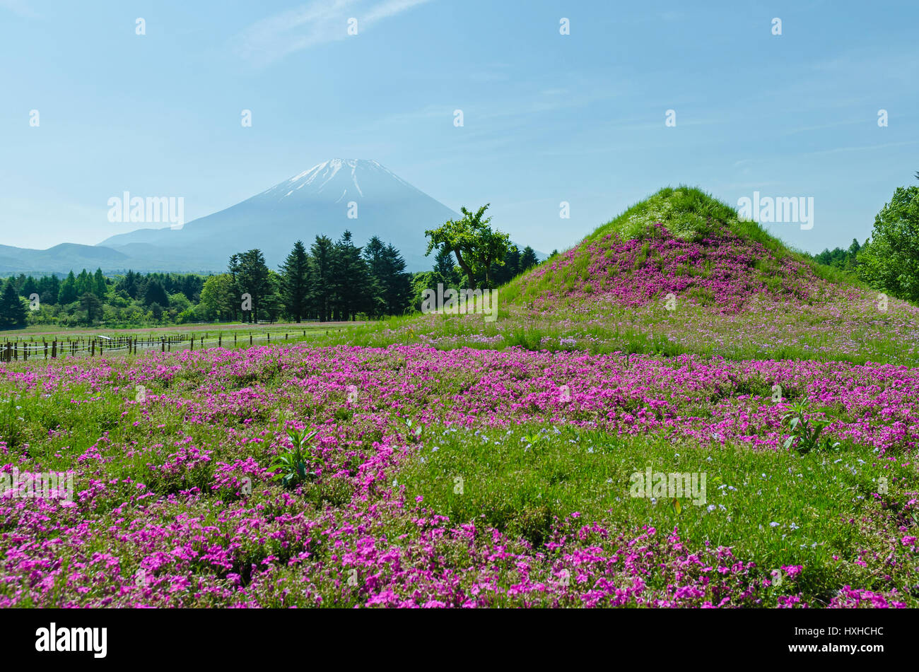 Mount fuji and pink moss in may at japan ,selective focus blur foreground Stock Photo